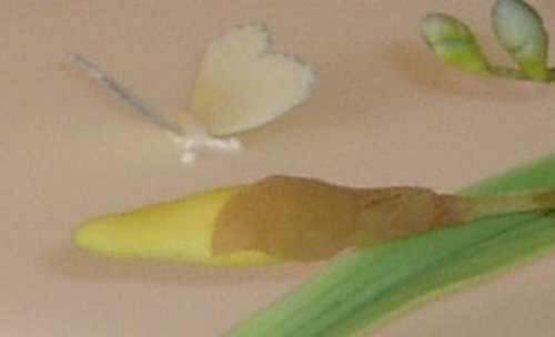 Daffodil Wedding Cake