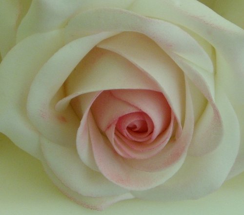 Pink Roses and Bear Grass Wedding Cake